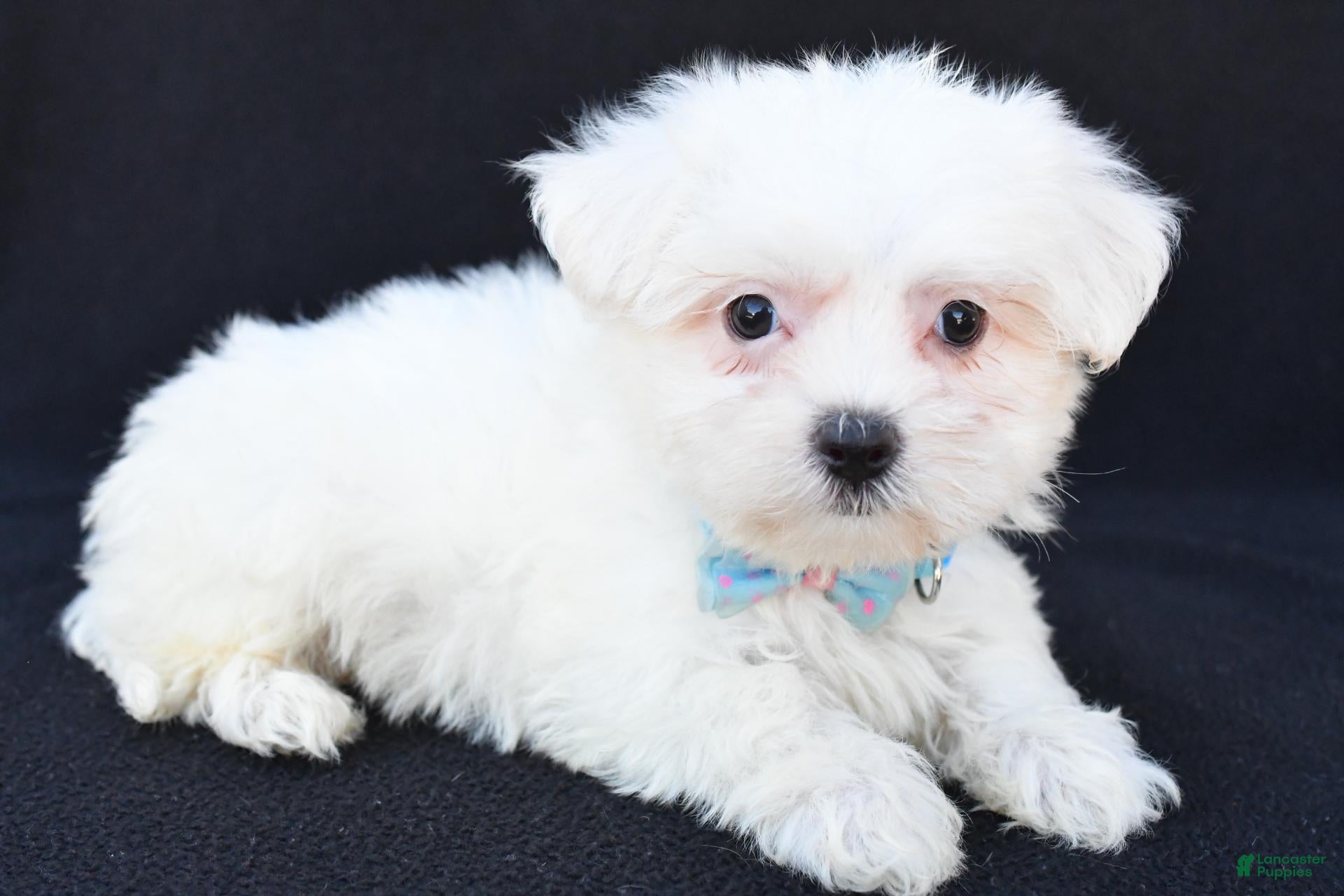 Maltese dogs for sale: Biscuit - Ad 2
