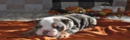 Olde English Bulldogge dogs for sale: Mila - Ad 11