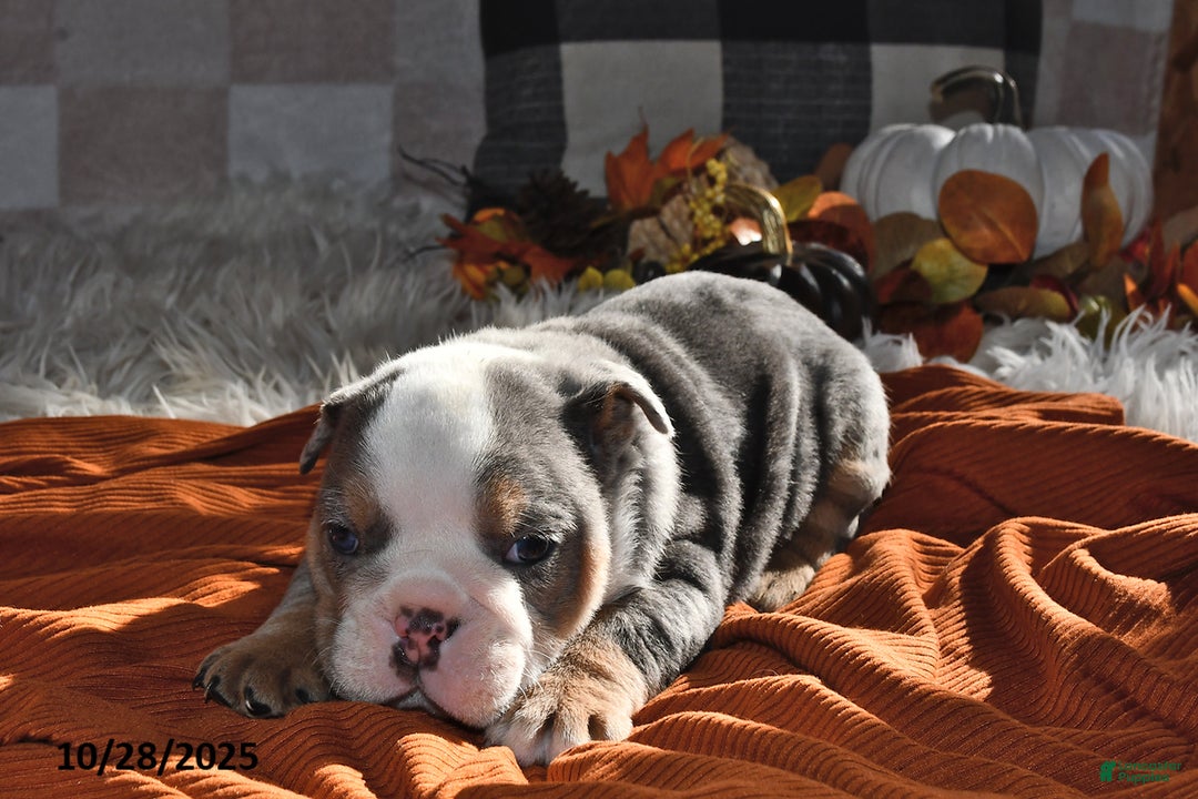 Olde English Bulldogge dogs for sale: Mila - Ad 11