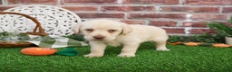 Labrador Retriever dogs for sale: Bellamy - Ad 2