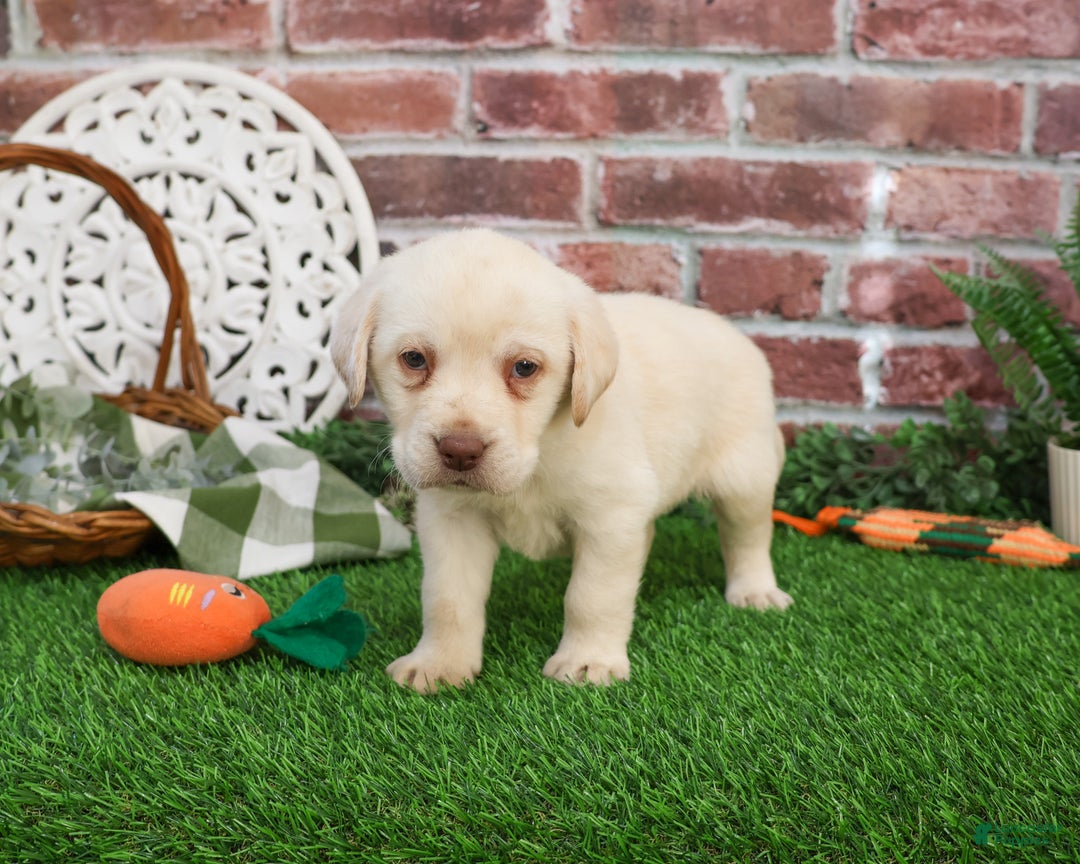 Labrador Retriever dogs for sale: Bellamy - Ad 2