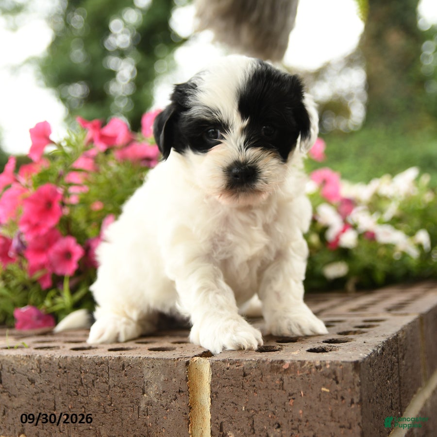 Shihpoo dogs Juana - Ad 1