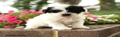 Juana