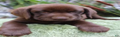 Dutcher