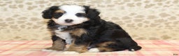 Mini Bernedoodle dogs for sale: Nate - Ad 10