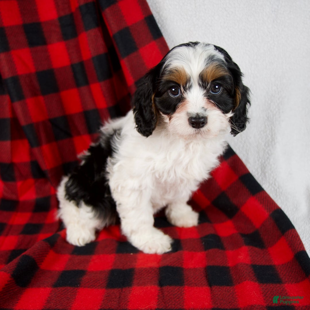 Cavapoo dogs for sale: Eden - Ad 1