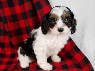 Cavapoo dogs Eden - Ad 3