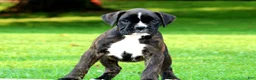 Boxer dogs for sale: Honey  - Ad 6
