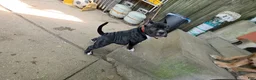 American Bully dogs for sale: American Bully  - Ad 3
