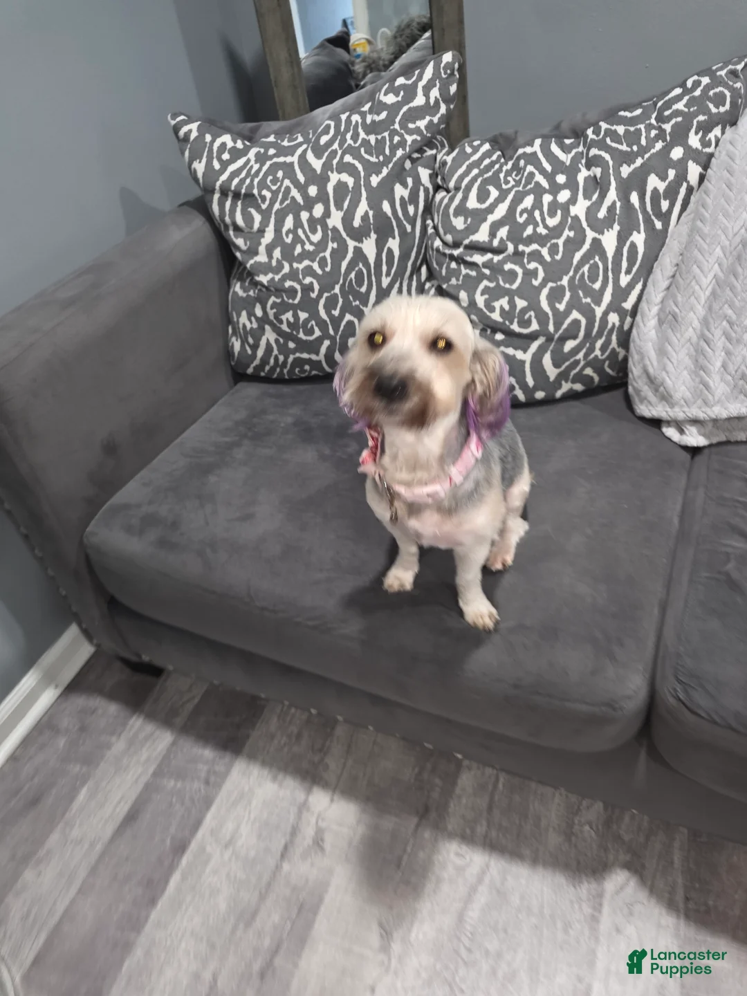 Shorkie dogs for sale: Shorkie Puppy 3 - Ad 8