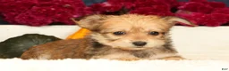 Yochon dogs for sale: Trinity - Ad 8