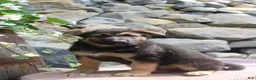 German Shepherd dogs for sale: Diesel  - Ad 3