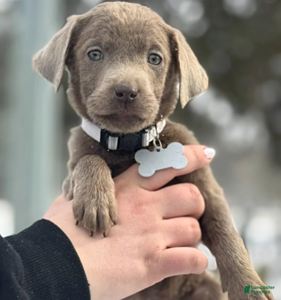 Labrador Retriever dogs for sale: Labrador Retriever Puppy 2 - Ad 8