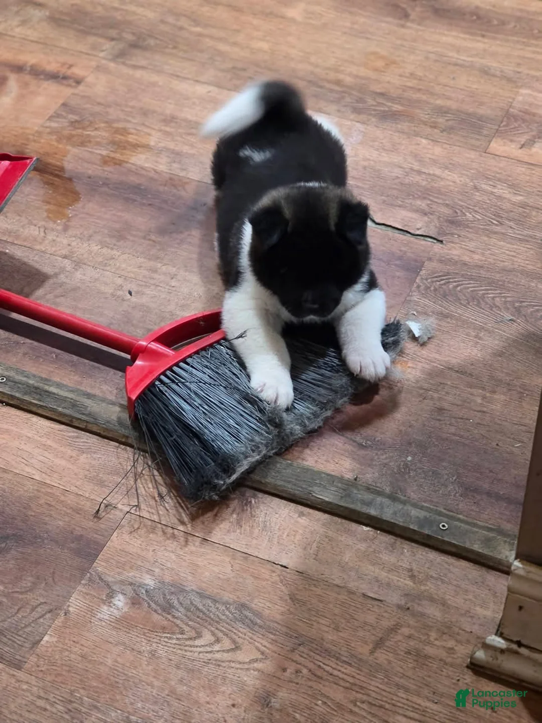 Akita dogs for sale: Cupid - Ad 5