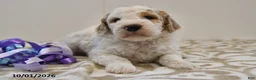 Mini Goldendoodle dogs for sale: Buster - Ad 7