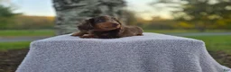 Miniature Dachshund dogs for sale: Remy  - Ad 33