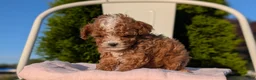 Cavapoo dogs for sale: Sparky - Ad 8
