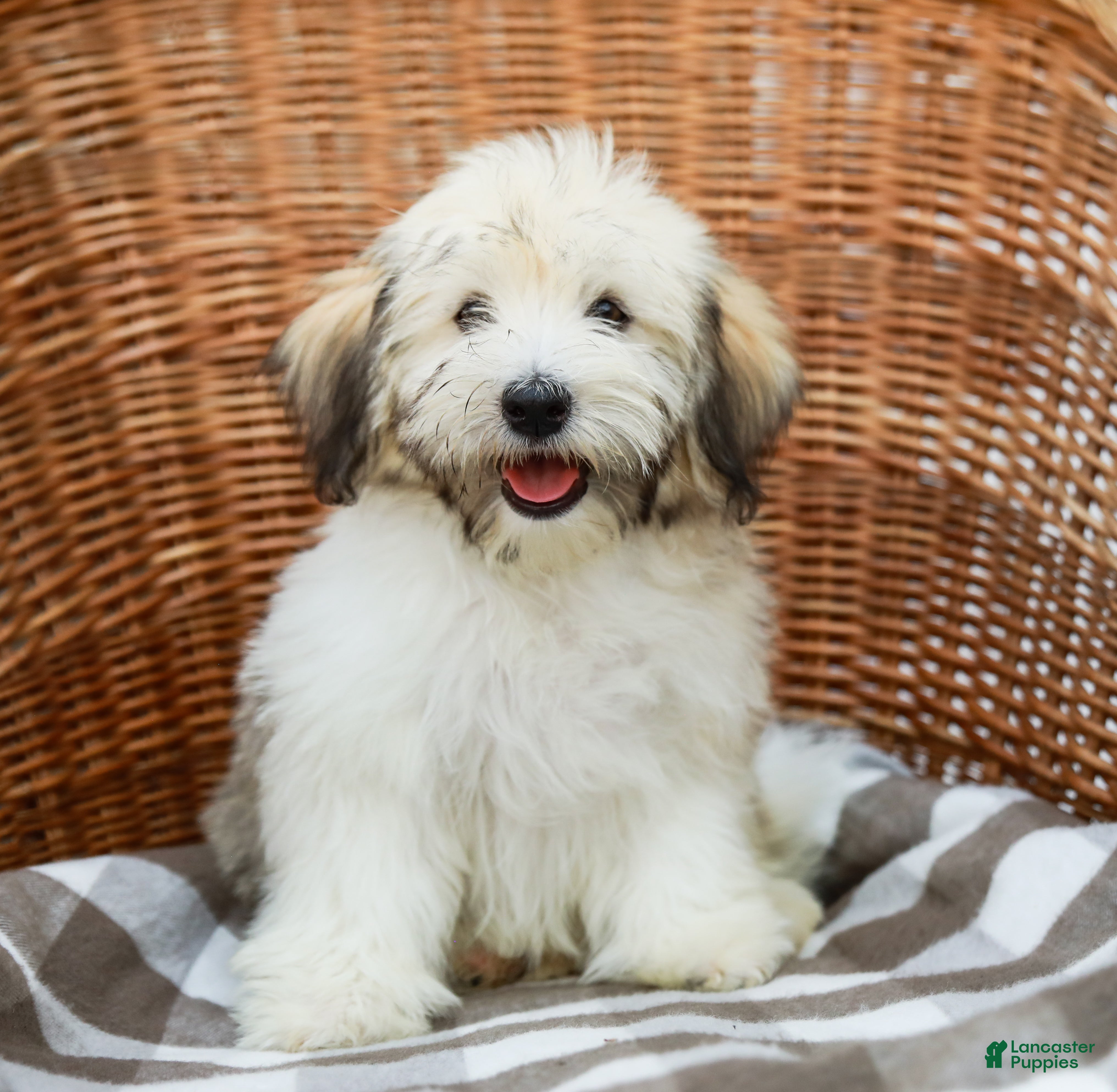 Havanese dogs Buddy - Ad 2
