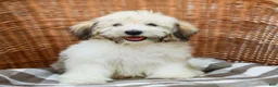 Havanese dogs for sale: Buddy - Ad 1