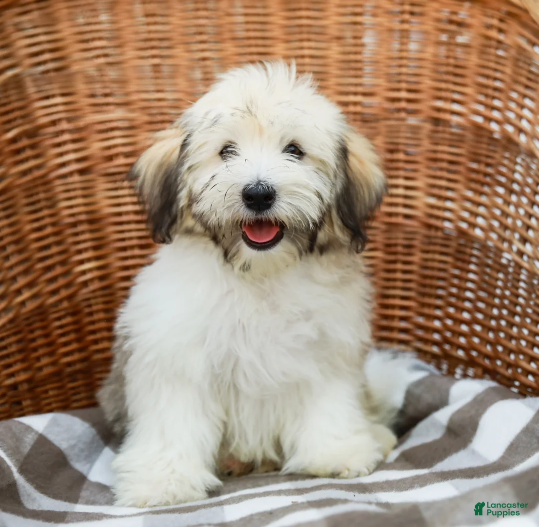 Havanese dogs for sale: Buddy - Ad 1