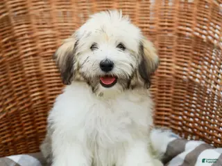 Havanese dogs for sale: Buddy - Ad 2