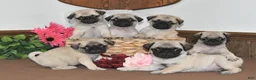Pug dogs for sale: Shadow - Ad 3