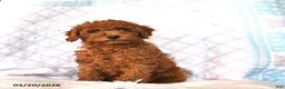 Toy Poodle dogs for sale: Beauty  - Ad 3