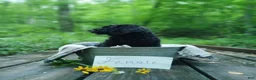 Irish Doodle dogs for sale: Dolly - Ad 2