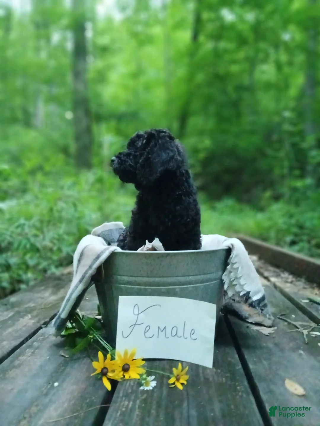 Irish Doodle dogs for sale: Dolly - Ad 2