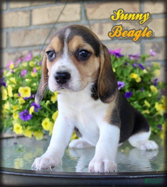 Beagle dogs for sale: Sunny - Ad 1
