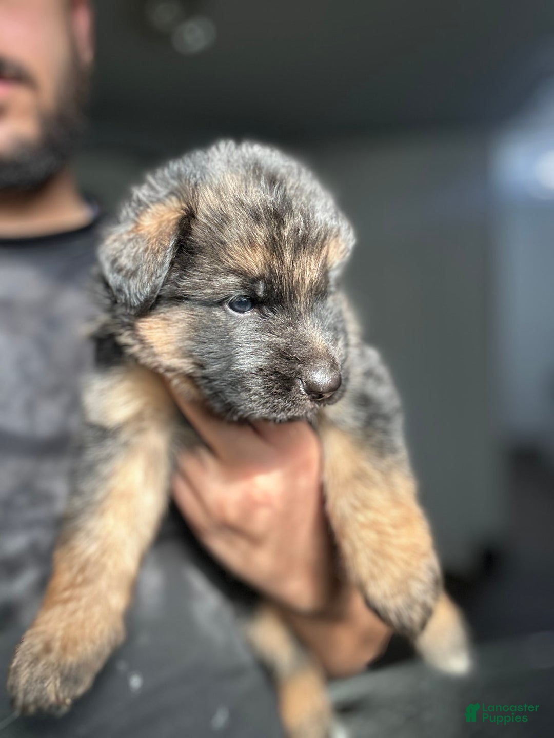 German Shepherd dogs for sale: Mango - Ad 10