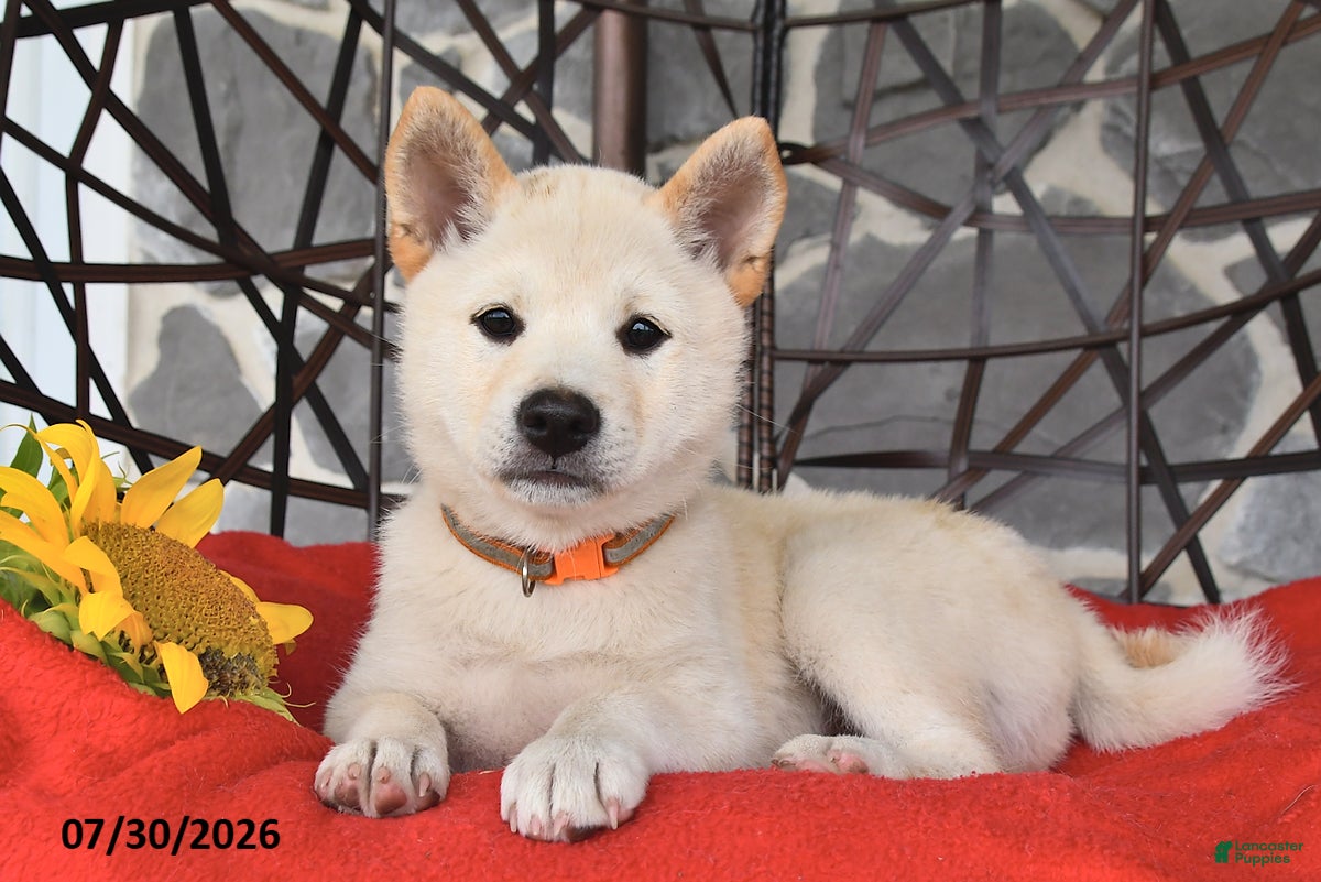 Shiba Inu dogs Oscar - Ad 1