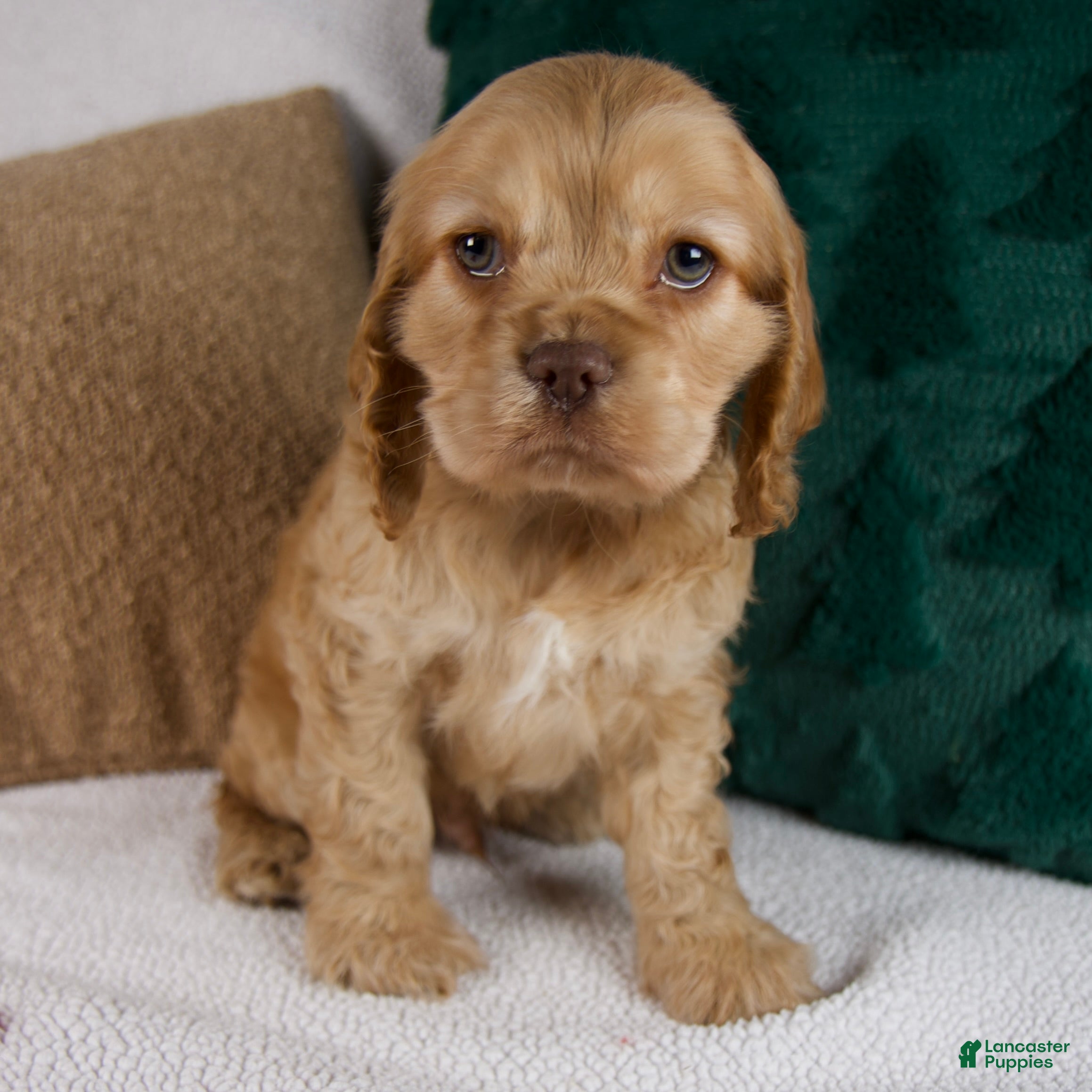 Cocker Spaniel dogs Roscoe - Ad 4