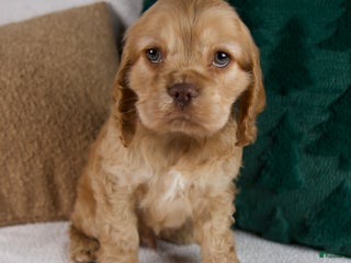 Cocker Spaniel dogs Roscoe - Ad 4