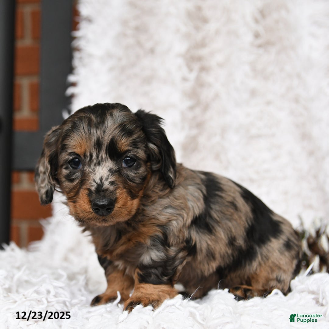 Miniature Dachshund dogs for sale: Constellation - Ad 4