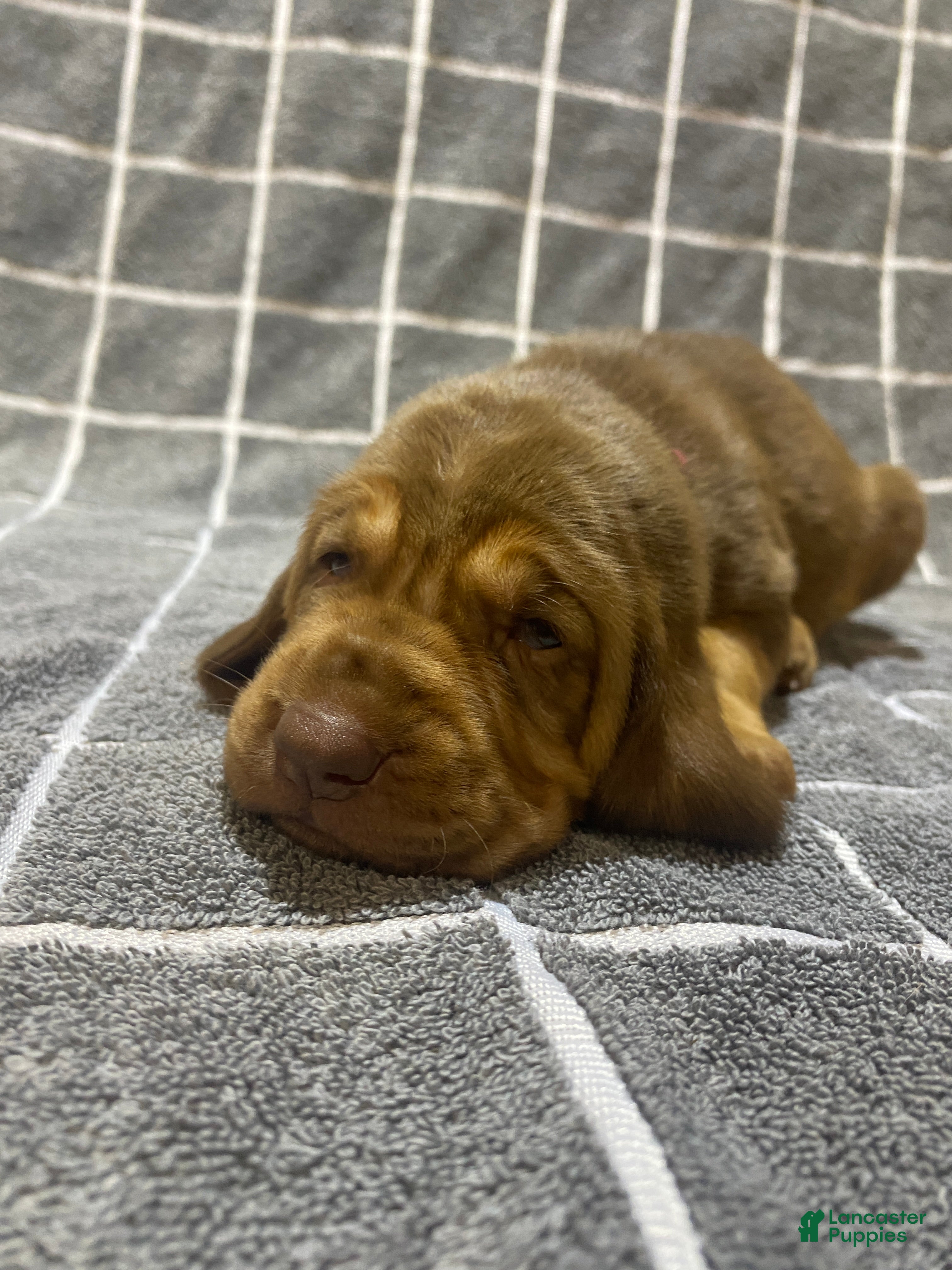 Bloodhound dogs Pink Collar - Ad 8