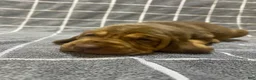 Bloodhound dogs for sale: Pink Collar - Ad 1