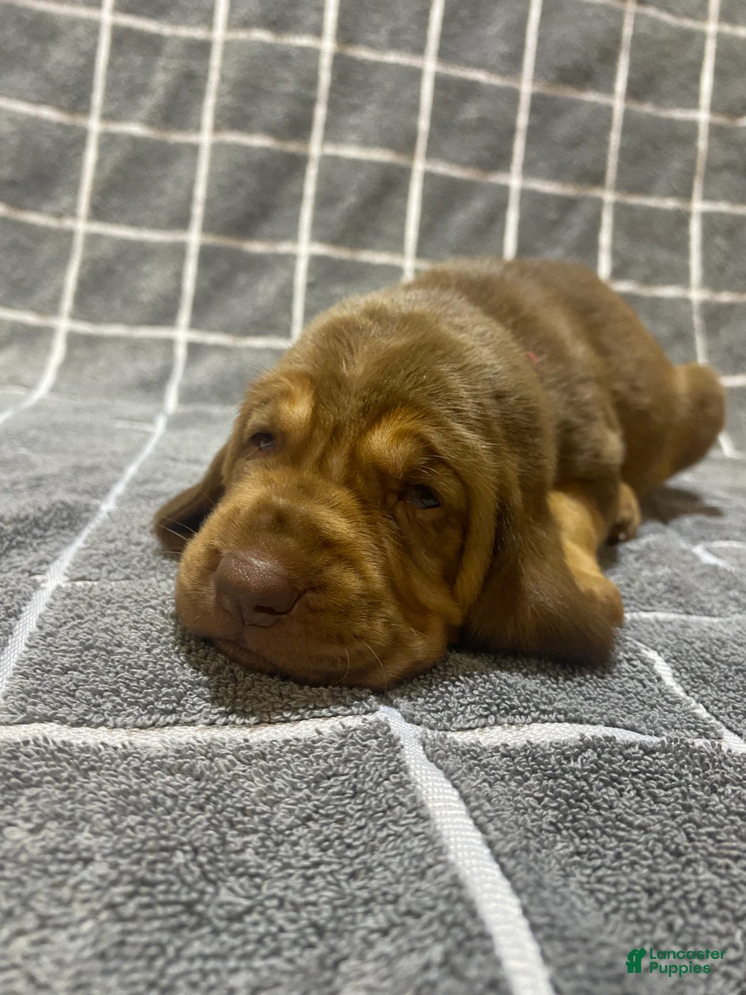 Bloodhound dogs for sale: Pink Collar - Ad 1
