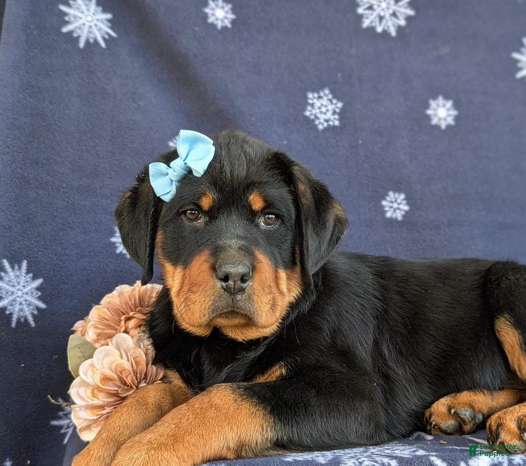 Rottweiler dogs for sale: Brandy - Ad 7