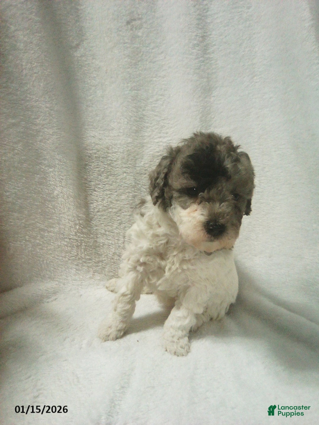 Toy Poodle dogs for sale: Eva - Ad 1