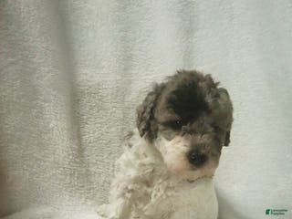 Toy Poodle dogs Eva - Ad 42