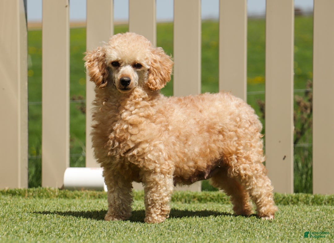 Yorkiepoo dogs for sale: Annie - Ad 5