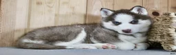 Siberian Husky dogs for sale: Nova - Ad 8
