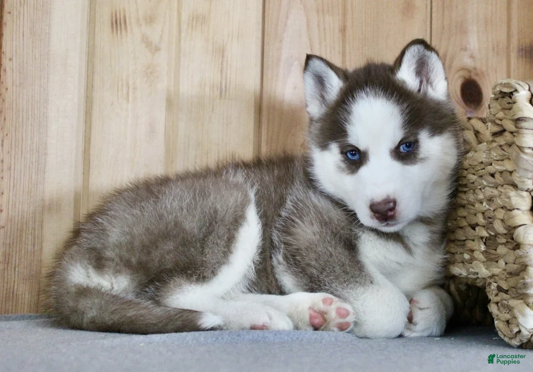 Siberian Husky dogs for sale: Nova - Ad 8