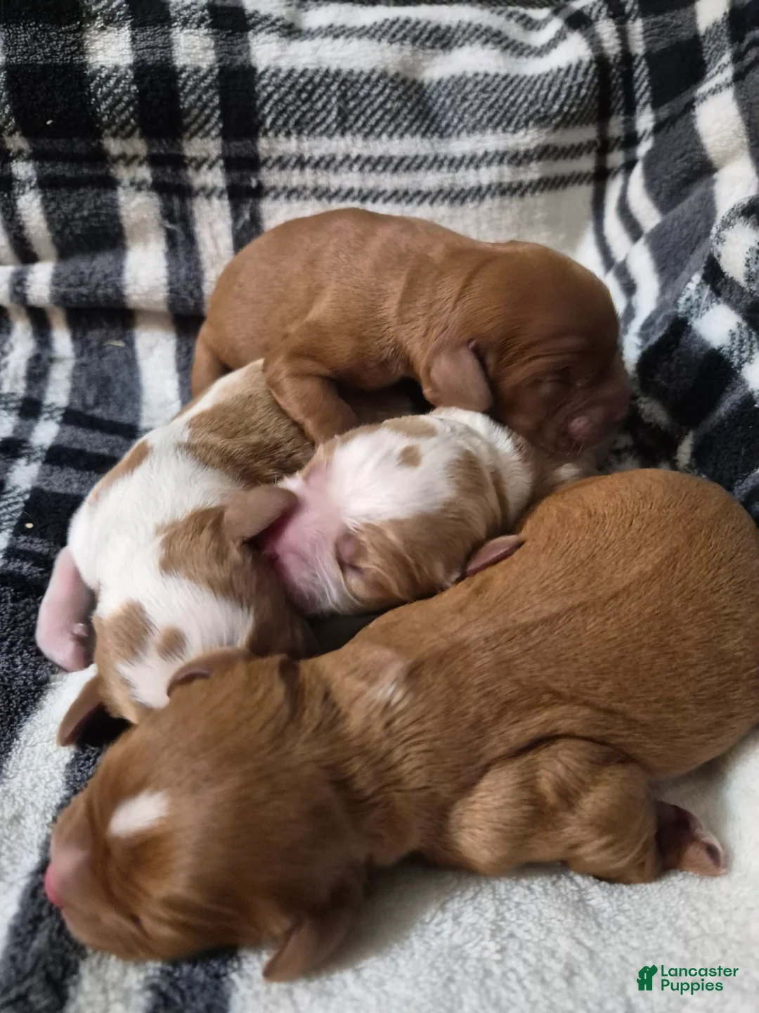 Cavalier King Charles Spaniel dogs for sale: Cavalier King Charles Spaniel 4 - Ad 1