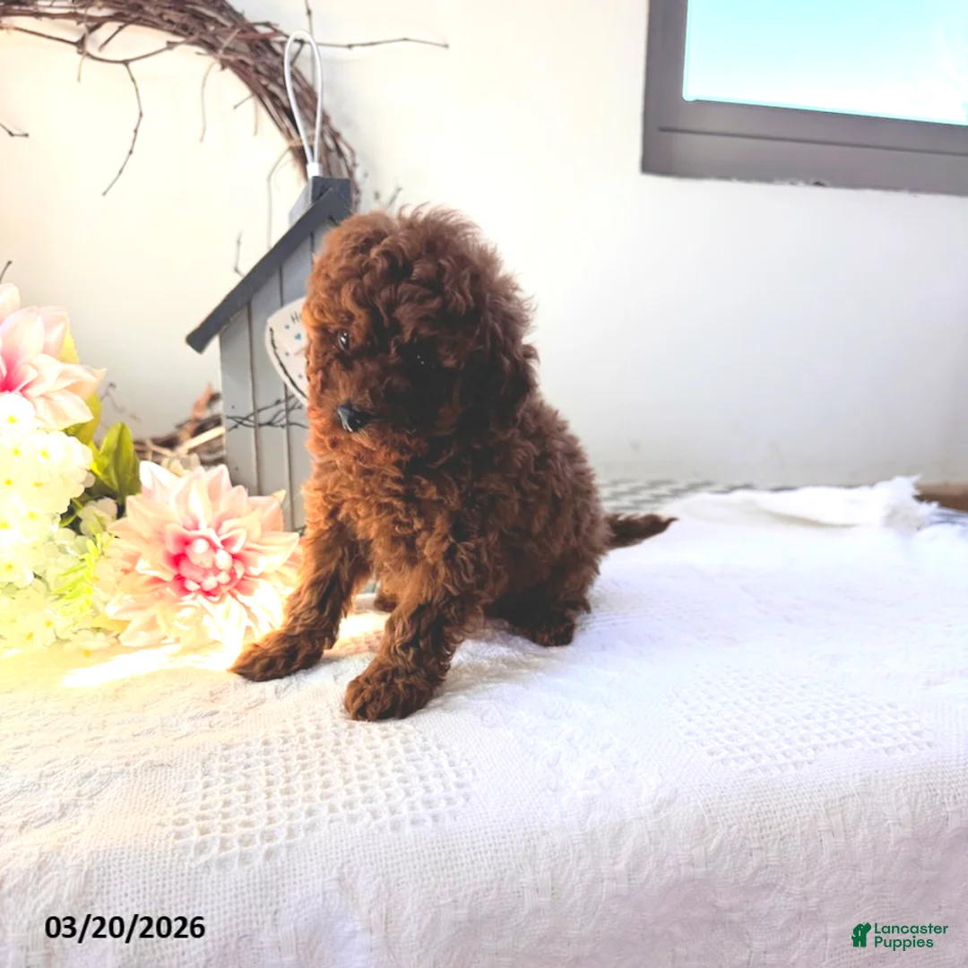 Toy Poodle dogs for sale: Buster - Ad 2