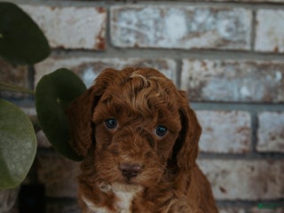 Cockapoo dogs - Ad 40