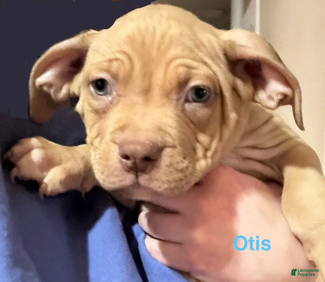 American Bully dogs for sale: American Bully Puppy 1 - Ad 2