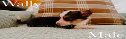 Welsh Corgi Pembroke dogs for sale: Wally - Ad 4