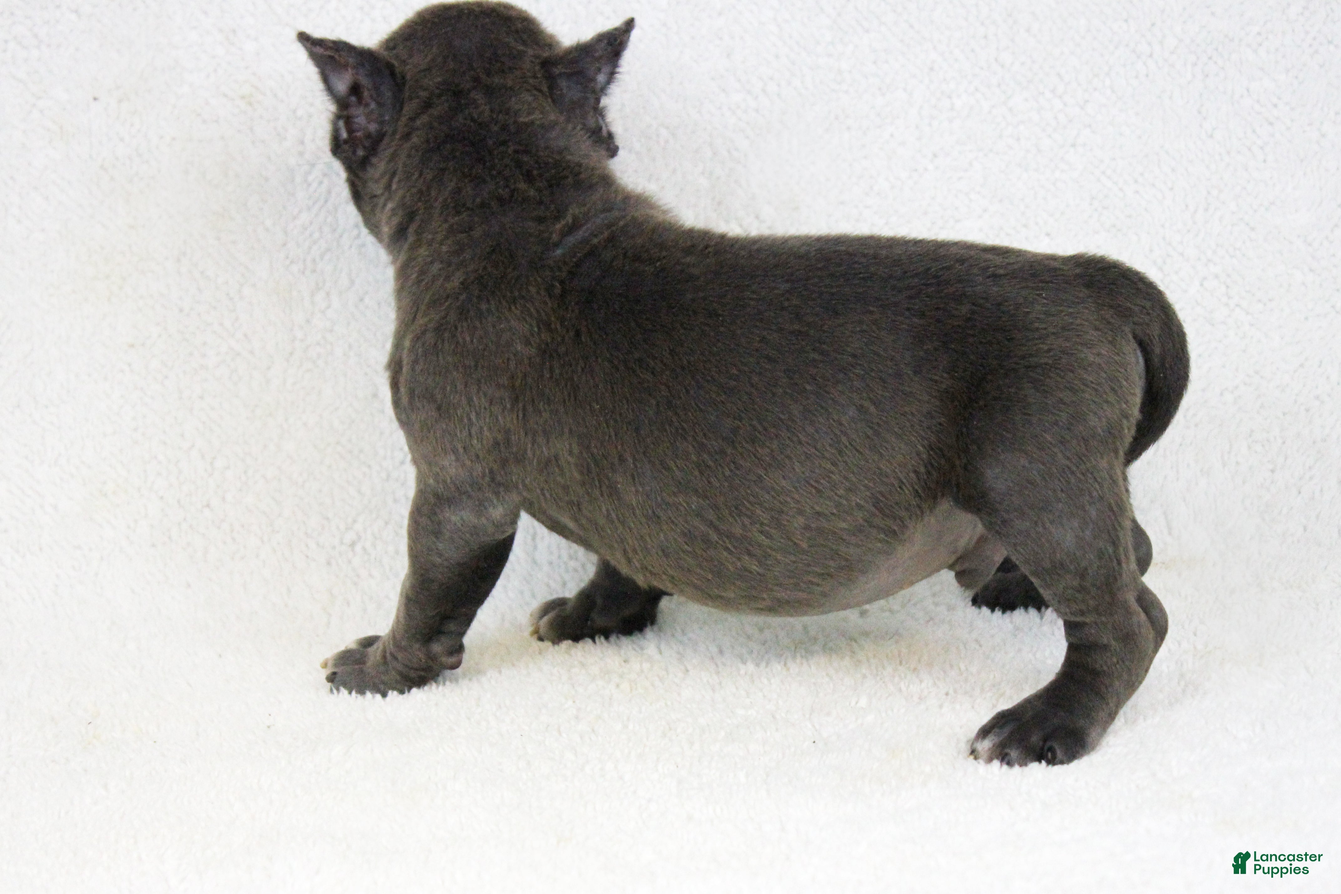 American Bully dogs Blue Brindle Male - Ad 2